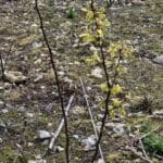 Black Locust shooting