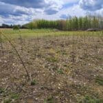 Black Locust trees shooting
