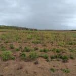 Black locust Turbo