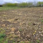Black locust plot cleared
