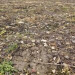 Black locust plot cleared ready for replanting