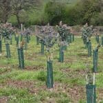 Eucalyptus nitens looking great