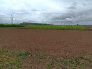 Grasses plot