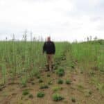 0.5 ha SRC Willow