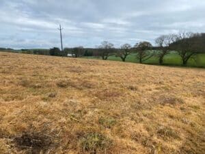Miscanthus MxG plot