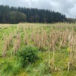 2023 Miscanthus Var. Trial