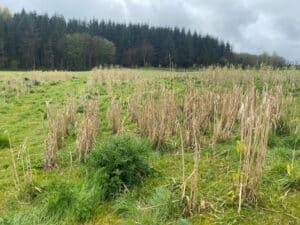 2023 Miscanthus Var. Trial