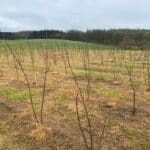 Black Locust at AFBI Hillsborough, April 2024