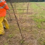Black Locust at AFBI Hillsborough, April 2024