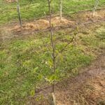 SRF Alder Budding