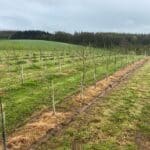 SRF plots have been mown and inter row Glysophate spraying has been undertaken. Photo shows the grass burning/browning off around the SRF Alder trees.