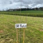 SRF Poplar
