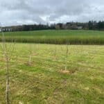 SRF Poplar