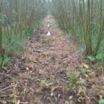 Plots in mature willow, ready for sowing after herbicide application.