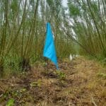 Plots in mature willow, ready for sowing after herbicide application.