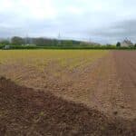 Miscanthus x giganteus