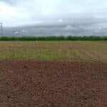 2023 Miscanthus variety trial