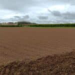 Miscanthus Athena™