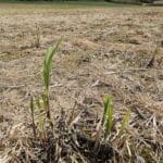Miscanthus shooting up after flailing mid March
