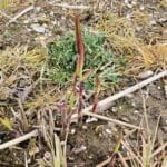 Miscanthus shooting up after flailing mid March