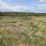 Miscanthus variety trial 2023