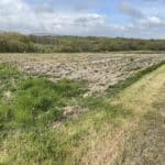 Miscanthus variety trial 2024