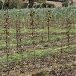 Poplar plot shooting