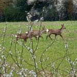 Roe deer other side of deer fence