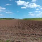 Miscanthus Athena™ plot rolled