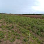 SRF Alder