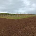 SRF Poplar