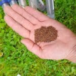 Seeds weighed out ready for sowing