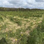 Willow 0.5 ha