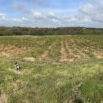 SRC willow variety trial