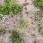 Willow variety trial