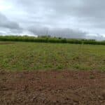 Willow variety trial
