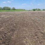 Plot marked with blue flags within a newly planted willow field, you can just see the willow sprouting.