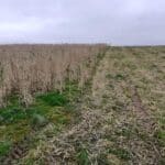 Miscanthus Athena Cutback