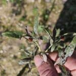 2 species of Ladybirds on Willow