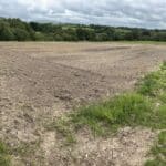 2024 Miscanthus variety trial