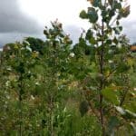 SRF Poplar