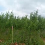 SRC Willow