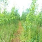 SRC Willow