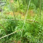 broken willow