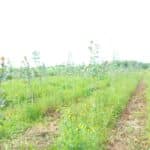 SRF Poplar