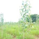 SRF Poplar