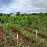 Alder at the Ayrshire Demo Hub. May 2024