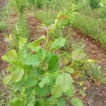 Alder at the Ayrshire Demo Hub. May 2024