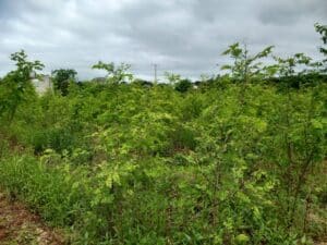 Black Locust Turbo