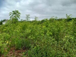 Black Locust Turbo